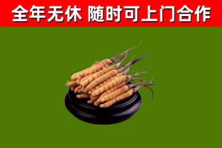 昌邑烟酒回收冬虫夏草.jpg