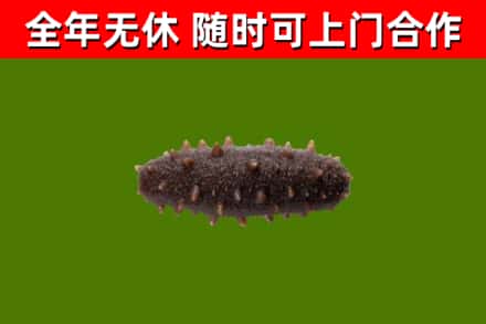 昌邑回收海参干